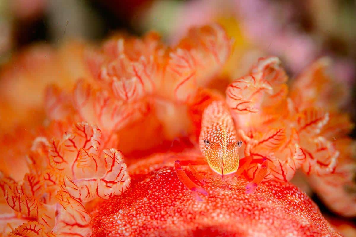 Macro