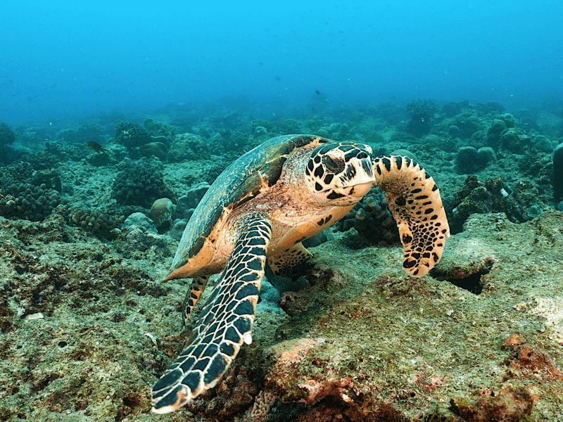 Galerie photo Himmafushi aux Maldives