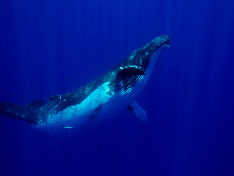Galerie photo – Polynésie française
