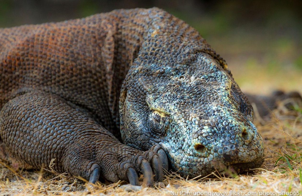 1-indonesie-komodo-plongee-sous-marine-varan-dragon