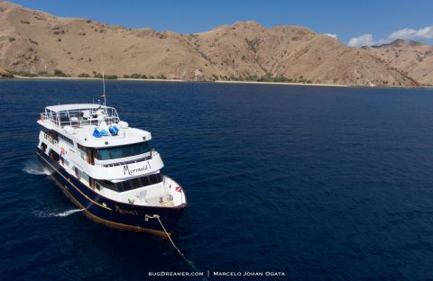 2 Mermaid I - Komodo 0217