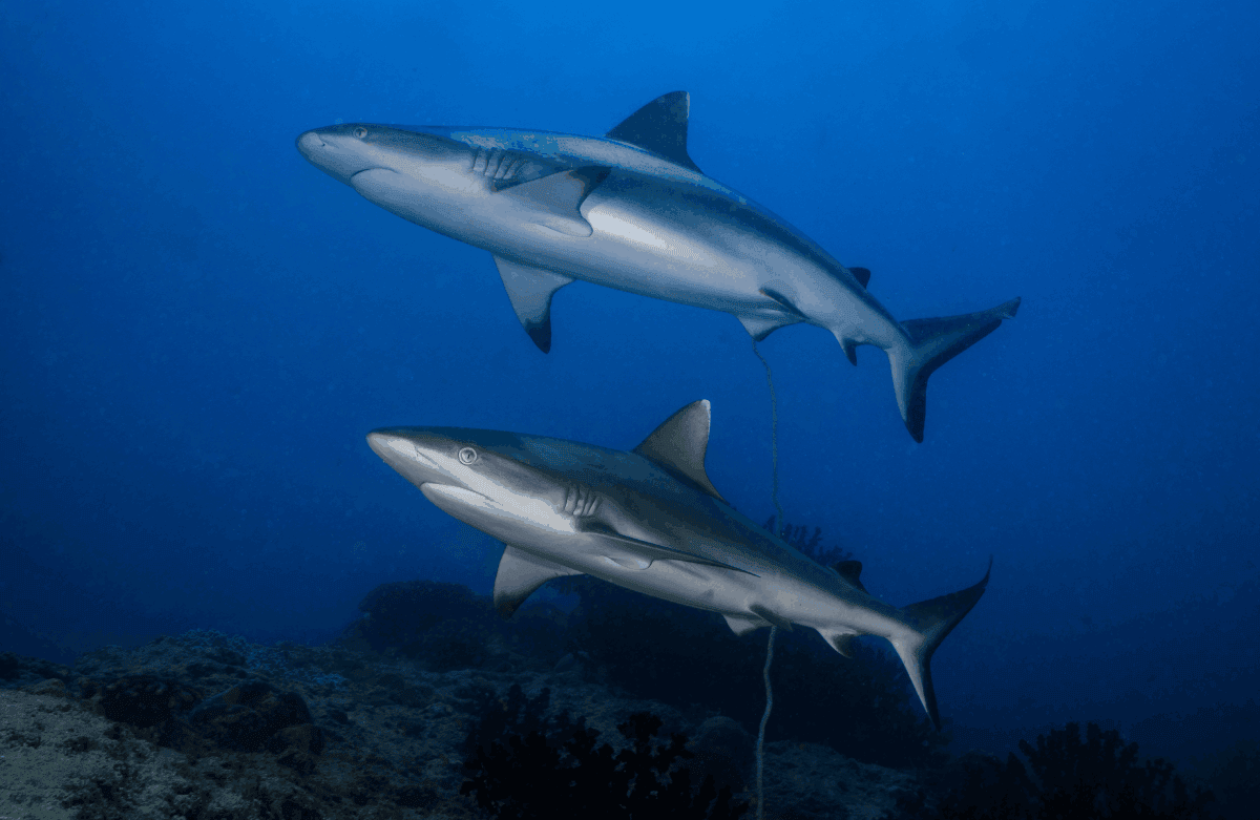 2_c6bo-voyage-plongee-mozambique-vilankulos-club-odyssea-requins-gris-recif