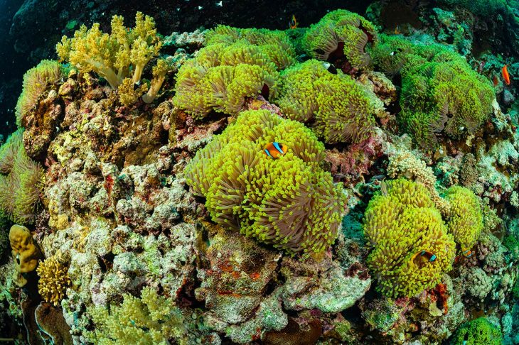 3_c6bo-voyage-plongee-egypte-croisiere-sea-base-st-johns-reef-recif-anemone-city