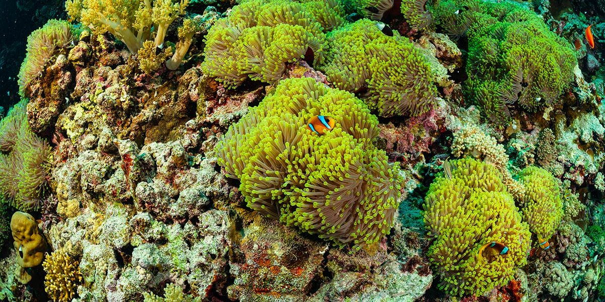 3_c6bo-voyage-plongee-egypte-croisiere-sea-base-st-johns-reef-recif-anemone-city