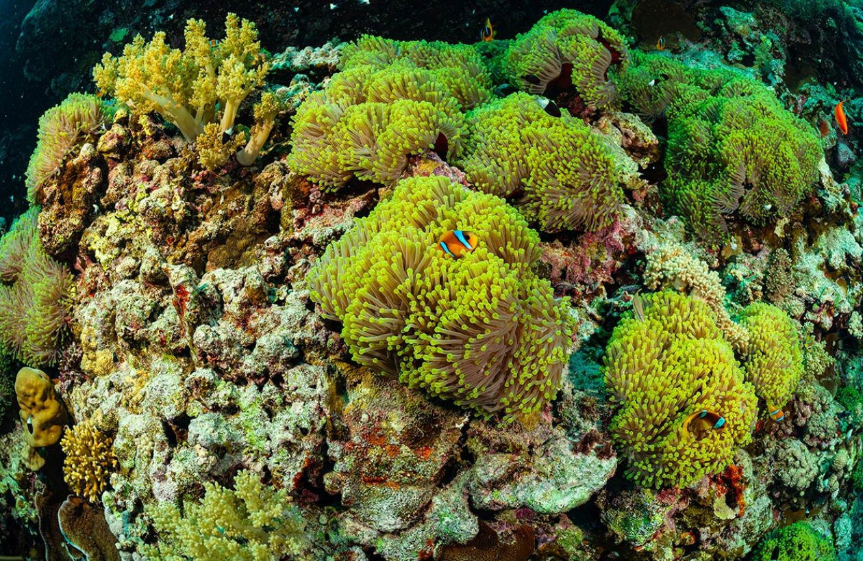 3_c6bo-voyage-plongee-egypte-croisiere-sea-base-st-johns-reef-recif-anemone-city