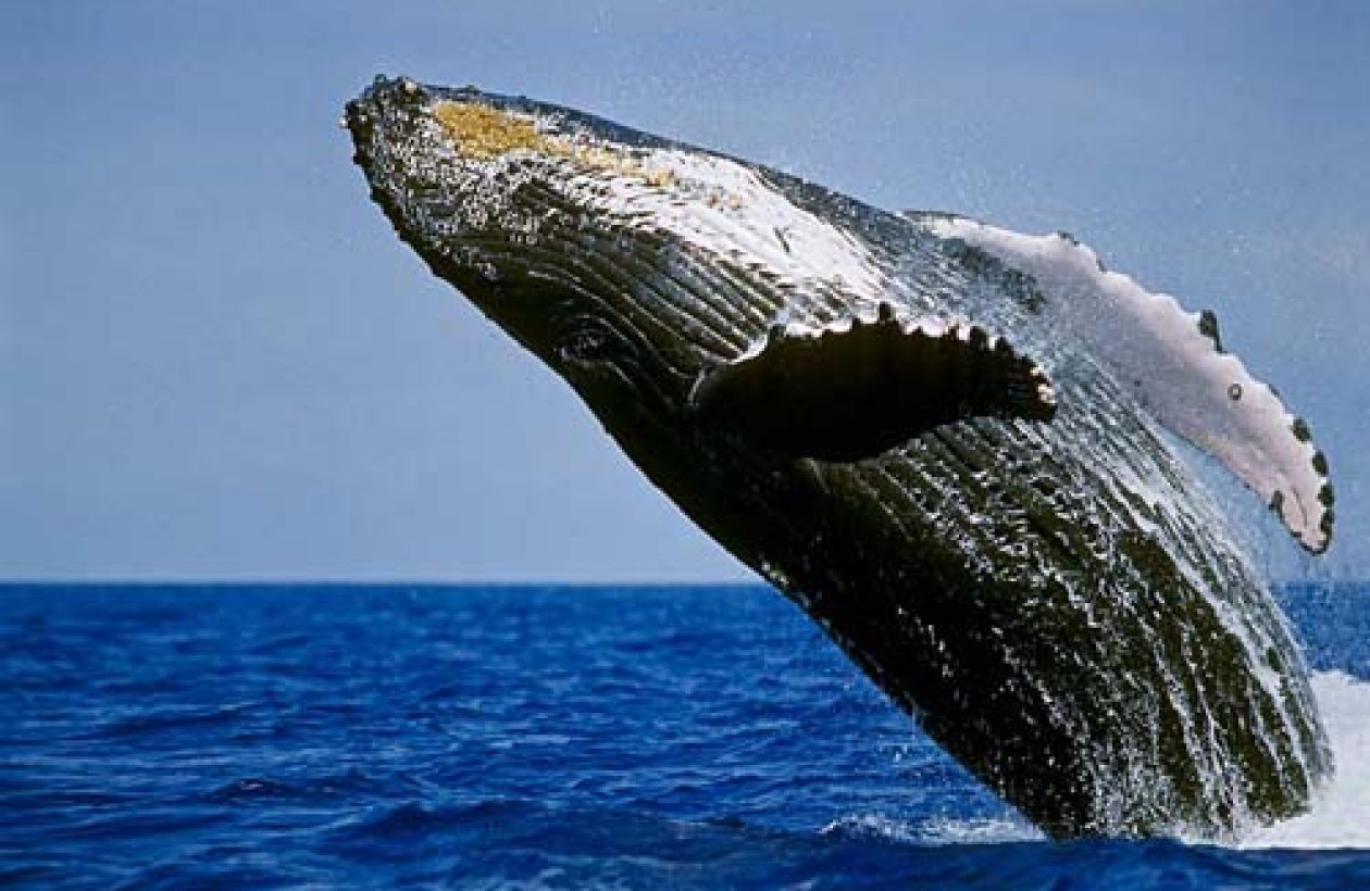3_c6bo-voyage-plongee-mozambique-tofo-liquid-dive-grostobozdesmers