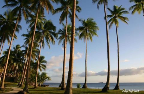 4.4_c6bo-voyages-plongee-safari-magellan-abyssworld-Kuting-Reef-Resort-palm-trees-seaview