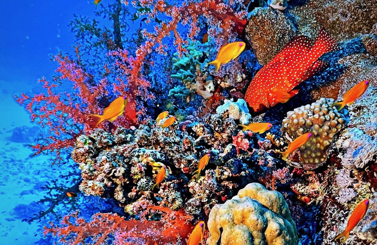 4_c6bo-voyage-plongee-egypte-port-ghalib-wonderful-dive-recif