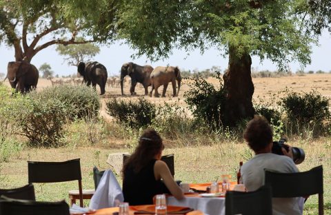 5_c6bo-voyage-plongee-kenya-safari-animalier-parc-national-tsavo-est-reserve-repas-exterieur-vue-elephants-parc