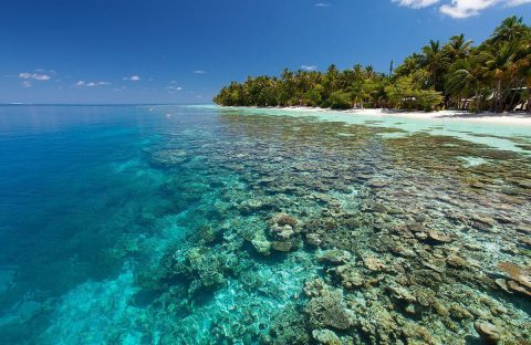 6_C6Bo-Voyages-plongee-Maldives-Ari-Atoll-Sud-Vilamendhoo-Resort-beach-house-reef