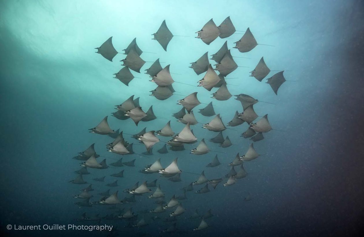 6_c6bo-voyage-plongee-equateur-galapagos-islands-explorer-ventures-croisiere-underwater-diving-banc-raies-mantas