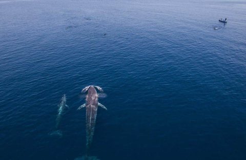 9-Mermaid-II-Dinghies-&-Omaru-whales