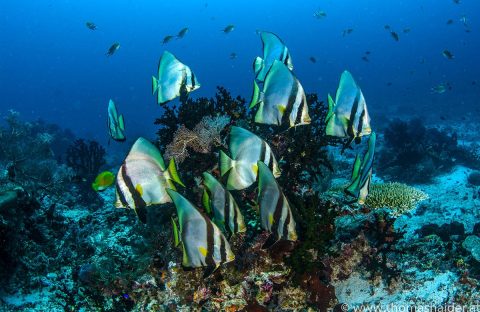 9.4-Indonesie-Raja-Ampat-Papua-Paradise-Eco-Resort-underwater-platax-Thomas-Haider