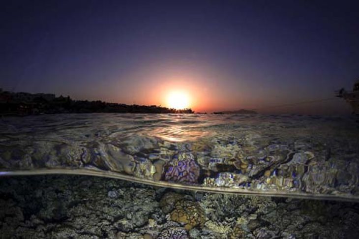 9_c6bo-voyage-plongee-egypte-sharks-bay-umbi-diving-village-underwater-reef