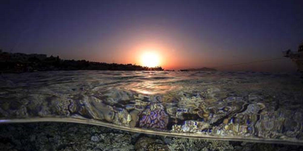 9_c6bo-voyage-plongee-egypte-sharks-bay-umbi-diving-village-underwater-reef
