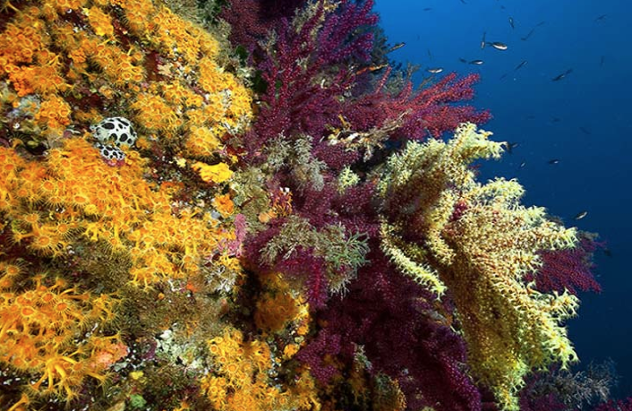 c6bo-voyage-plongee-italie-sardaigne-porto-san-paolo-tavolara-diving-center-gorgones