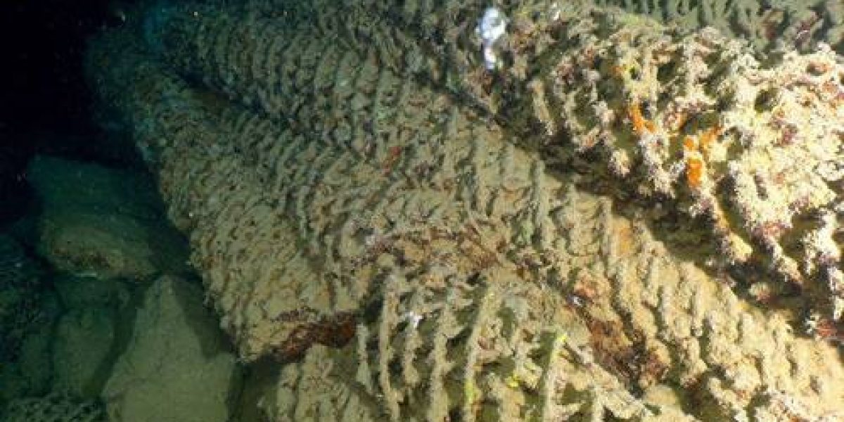 Coron_Haas_2