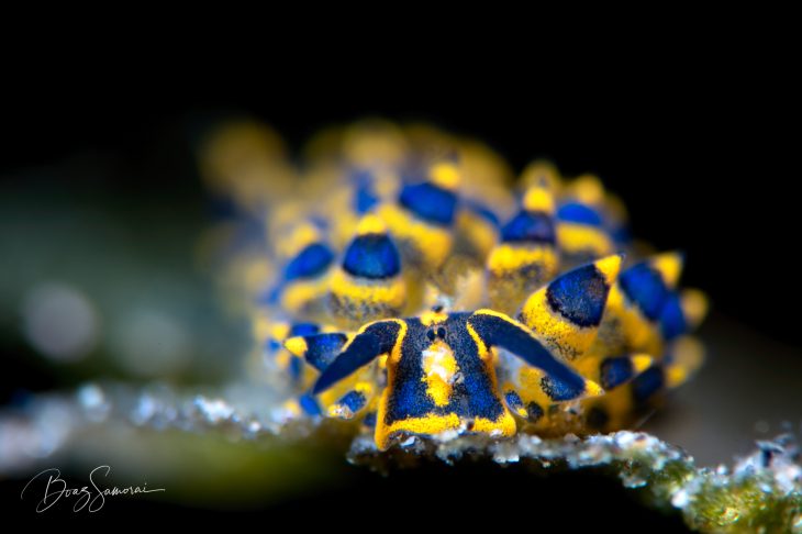 Costasiella Nudibranch