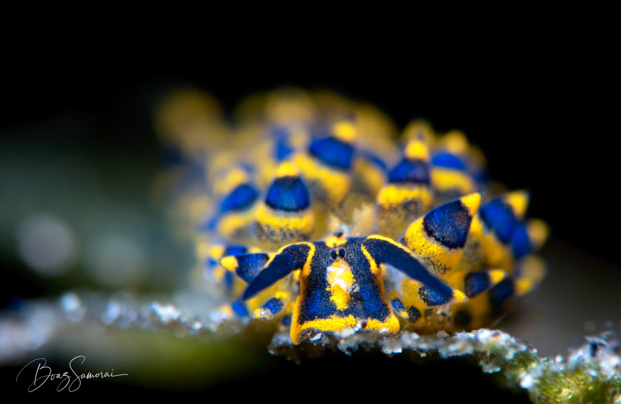 Costasiella Nudibranch
