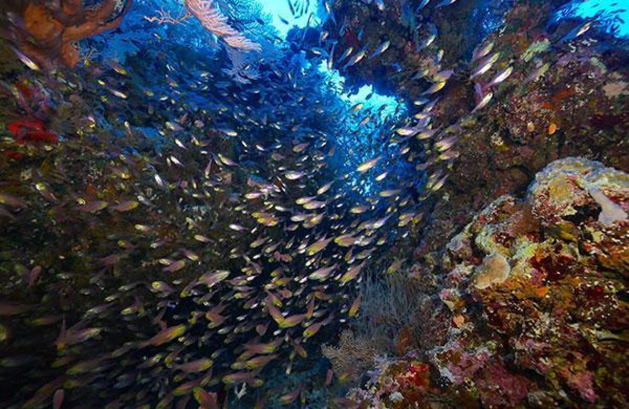 Croisière Totale Mer Rouge - Anthias Nautile Evo