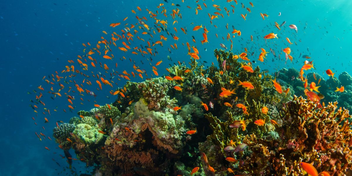 Mangrove Bay 2019 Bild 0026