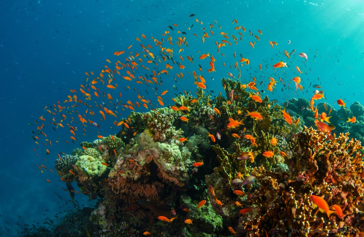 Mangrove Bay 2019 Bild 0026