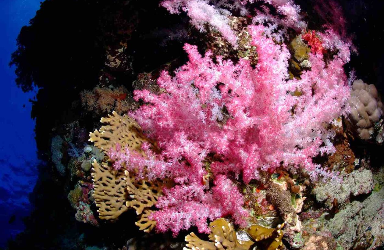 Mer-Rouge-plongee-Egypte-Saint-Johns-Reef-G.DiRaimondo-gorgones