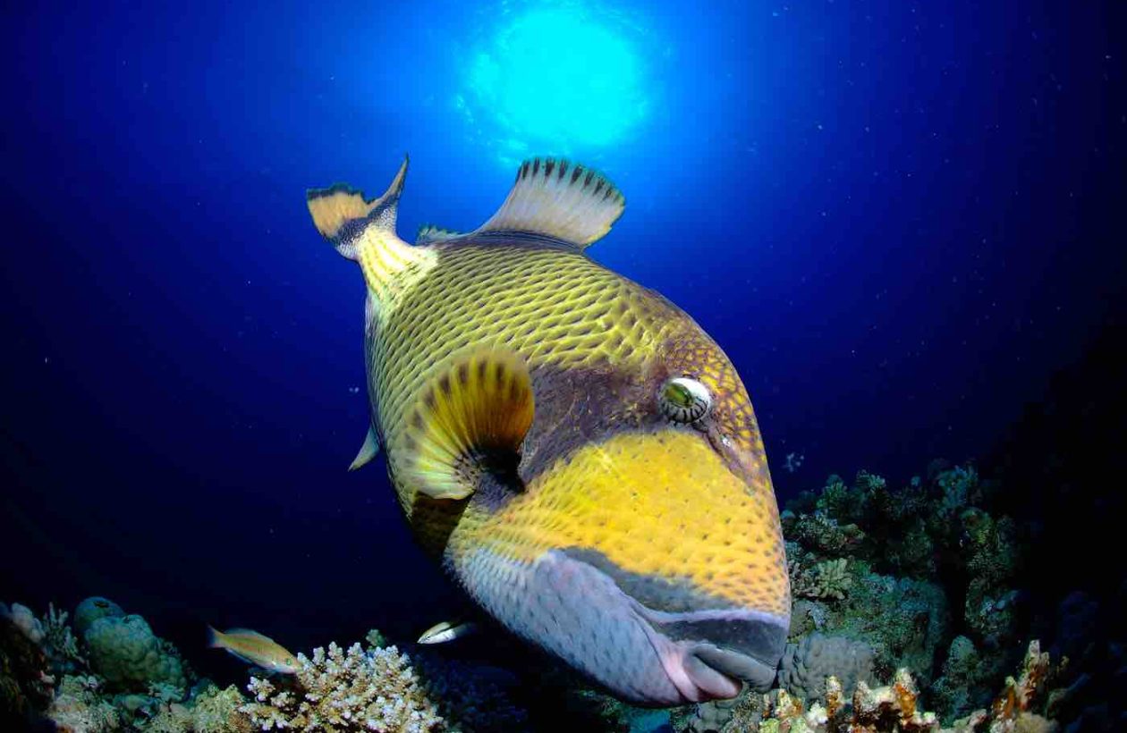 Mer-Rouge-plongee-Egypte-Saint-Johns-Reef-poisson-perroquet-G.DiRaimondo
