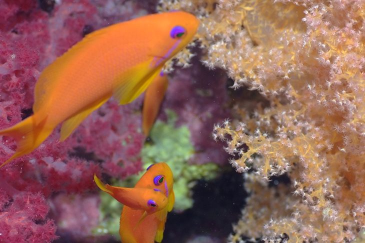 C'est une photo de Gilles Diraimondo en mer rouge , on peut apercevoir 2 poissons et un corail.