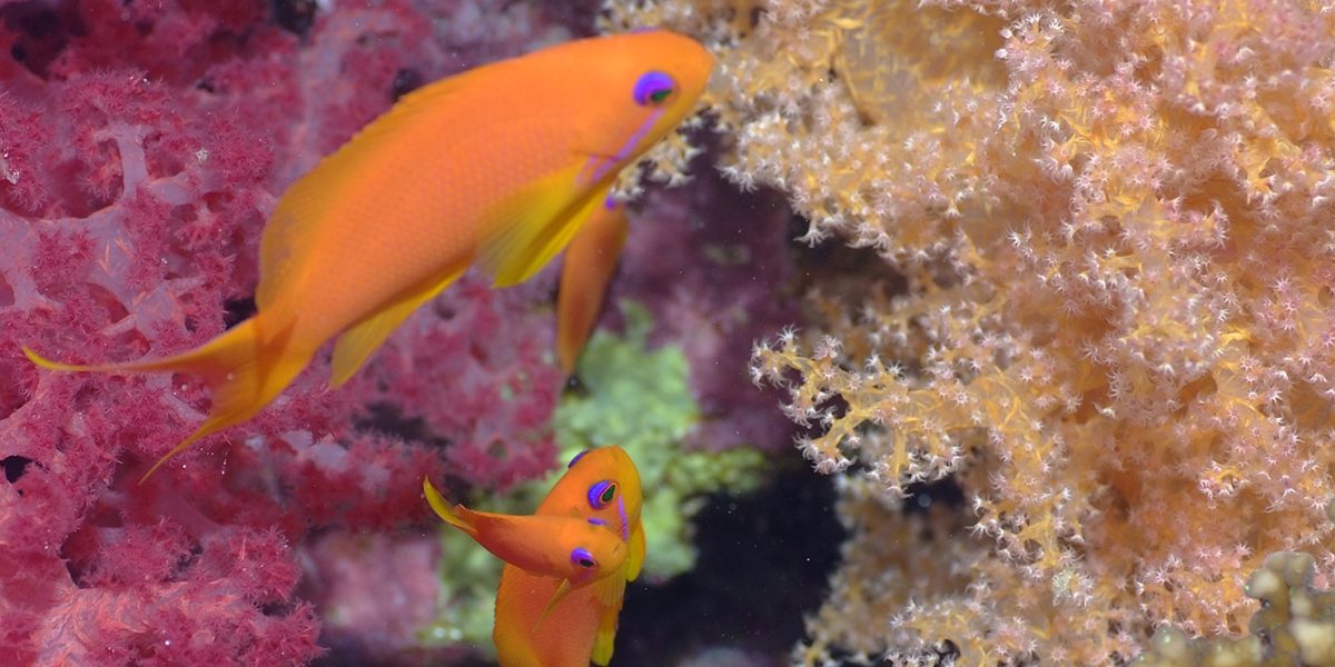 C'est une photo de Gilles Diraimondo en mer rouge , on peut apercevoir 2 poissons et un corail.