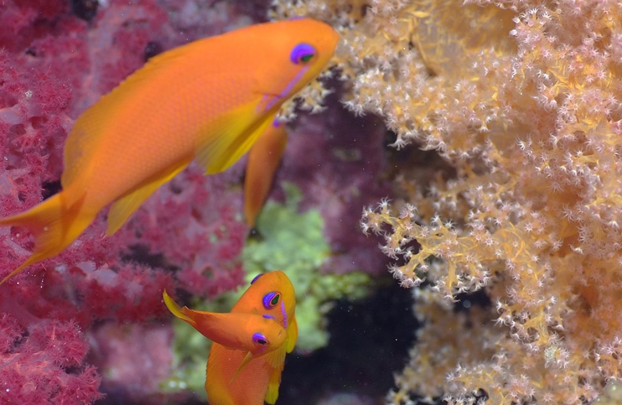 C'est une photo de Gilles Diraimondo en mer rouge , on peut apercevoir 2 poissons et un corail.