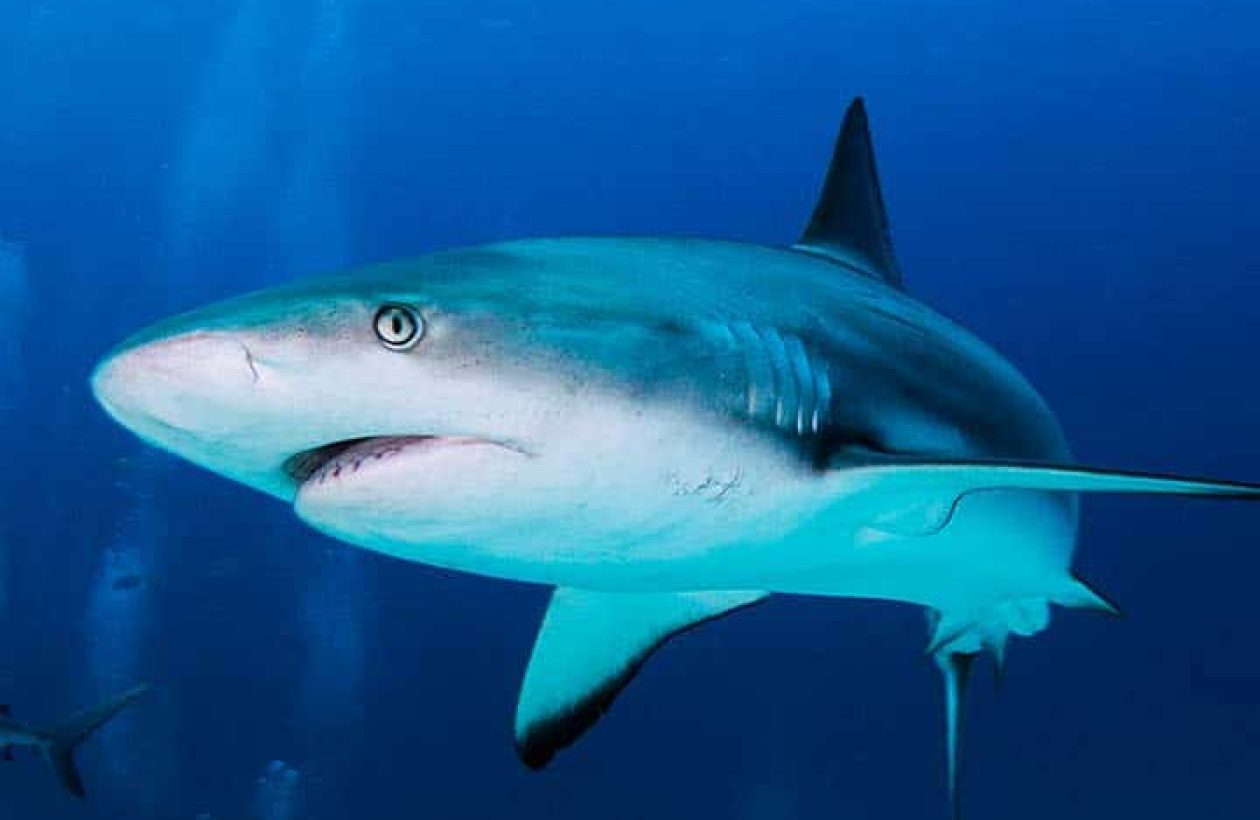 c6bo-voyage-plongee-bahamas-exuma-cays-all-star-liveaboards-aqua-cat-sea-park-requin-gris-recif
