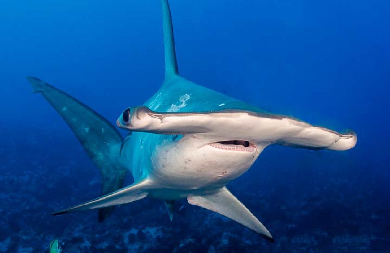 c6bo-voyage-plongee-costa-rica-aggressor-fleet-ile-coco-requin-marteau