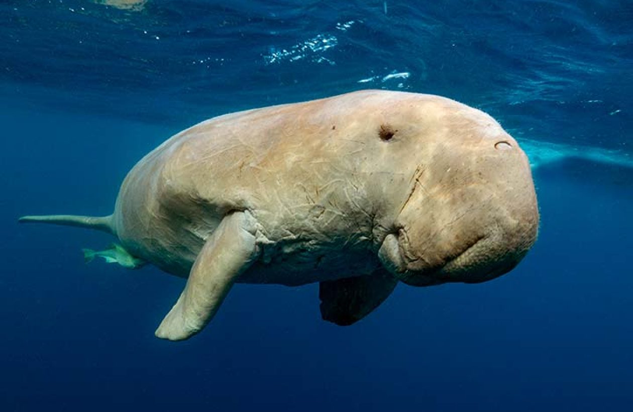 c6bo-voyage-plongee-egypte-abu-dabbab-sejour-extra-divers-equinox-dugong