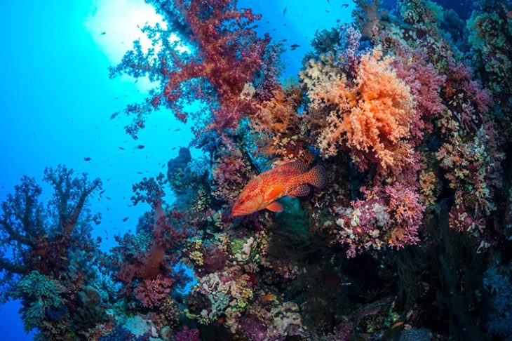 c6bo-voyage-plongee-egypte-croisiere-anthias-bateau-nautile-evo-best-of-south-st-johns-reef