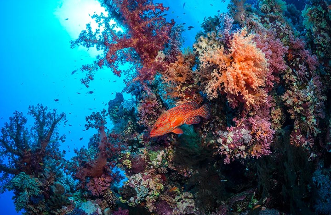 c6bo-voyage-plongee-egypte-croisiere-anthias-bateau-nautile-evo-best-of-south-st-johns-reef