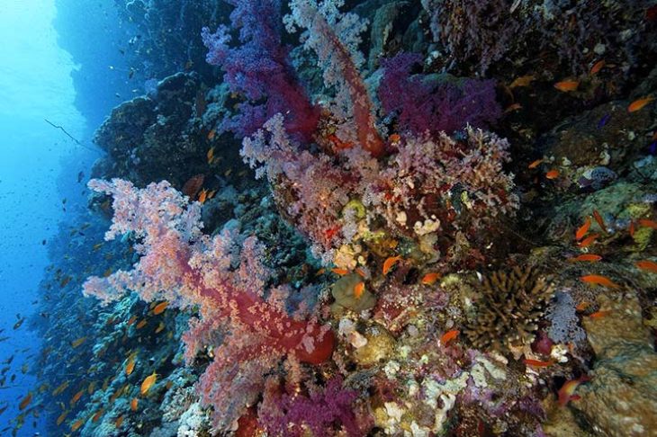 c6bo-voyage-plongee-egypte-diving-attitude-croisiere-elba-Fred-Bassemayousse