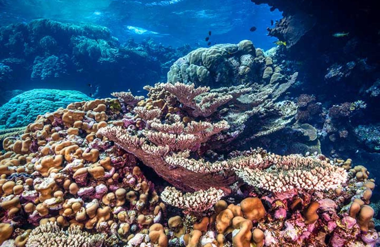 Coral reefs like this one are amongst the most biodiverse regions in the world. Fury shoals, Red Sea, Egypt. June