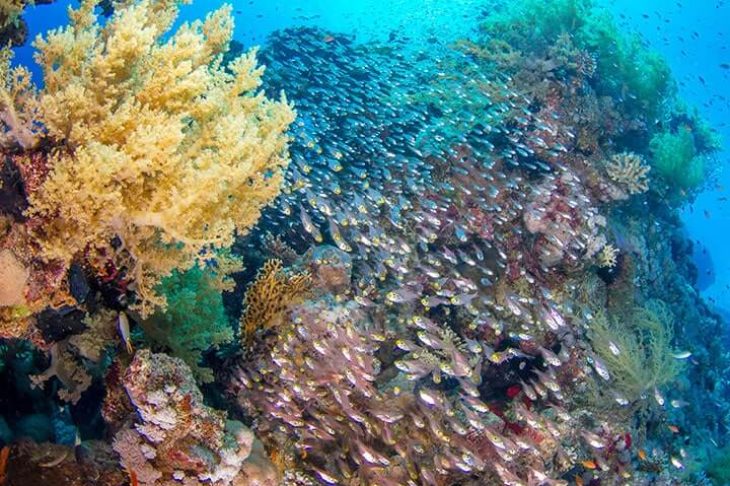 c6bo-voyage-plongee-egypte-sharm-el-sheikh-red-sea-diving-college-ras-mohamed-recif