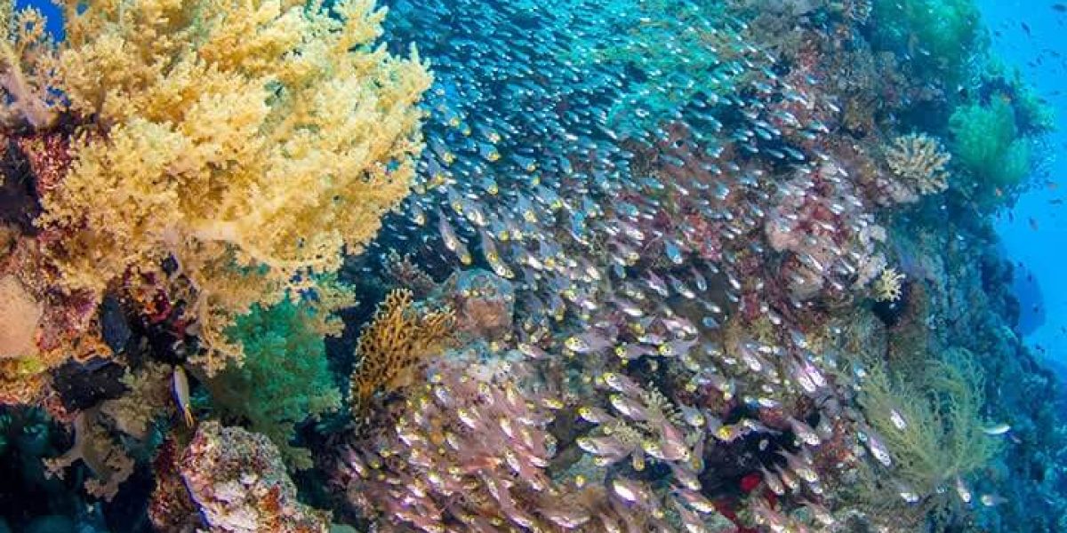 c6bo-voyage-plongee-egypte-sharm-el-sheikh-red-sea-diving-college-ras-mohamed-recif