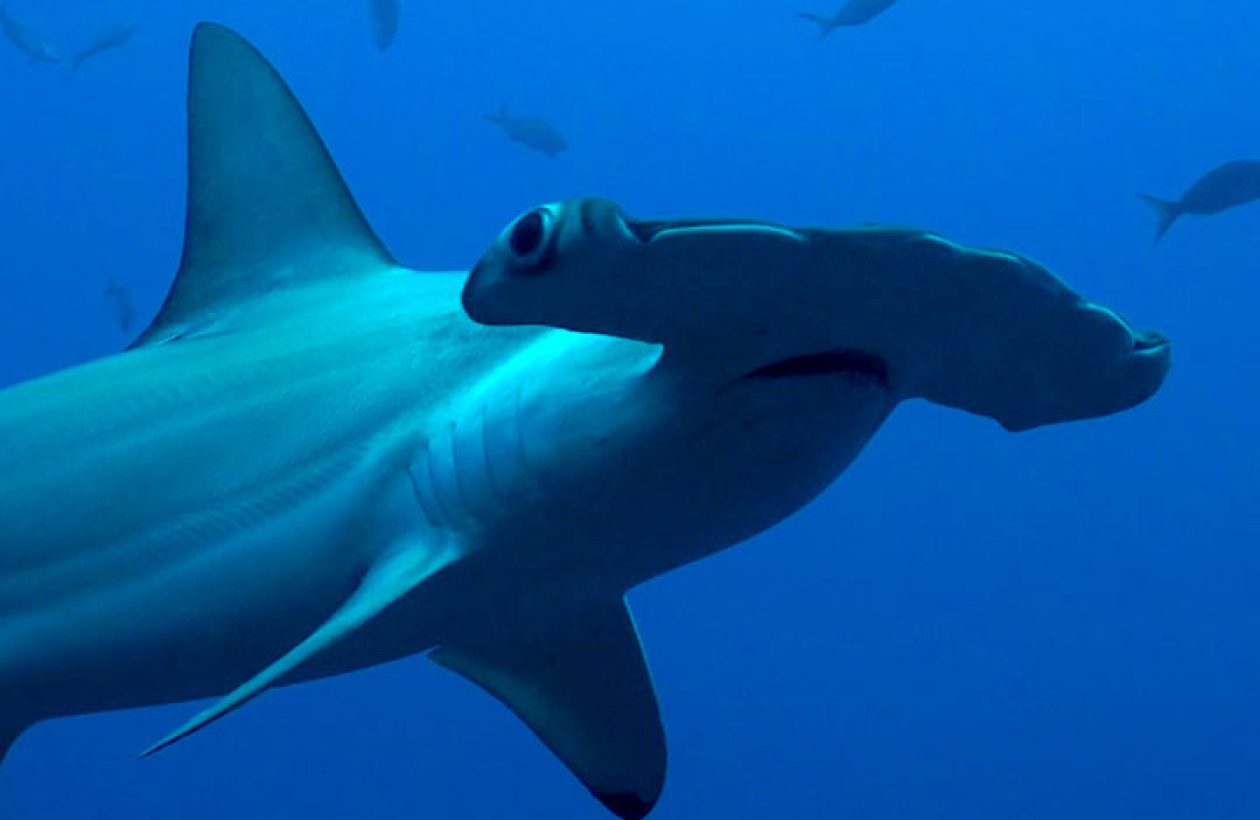 c6bo-voyage-plongee-equateur-galapagos-aqua-croisiere-requin-marteau
