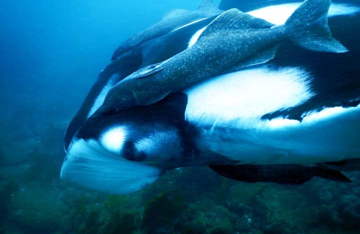 Voici une une raie Manta aperçu lors d'un voyage plongée à Puerto Lopez