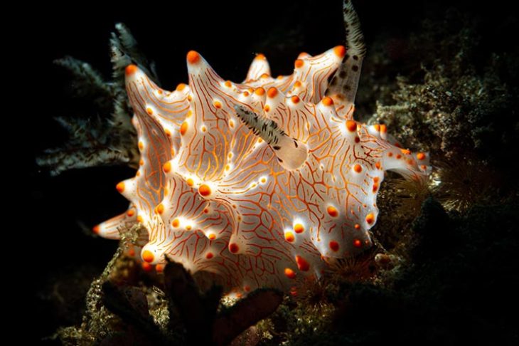 c6bo-voyage-plongee-indonesie-detroit-lembeh-island-underwater-macro-diving-halgerda-batangas-nudibranche