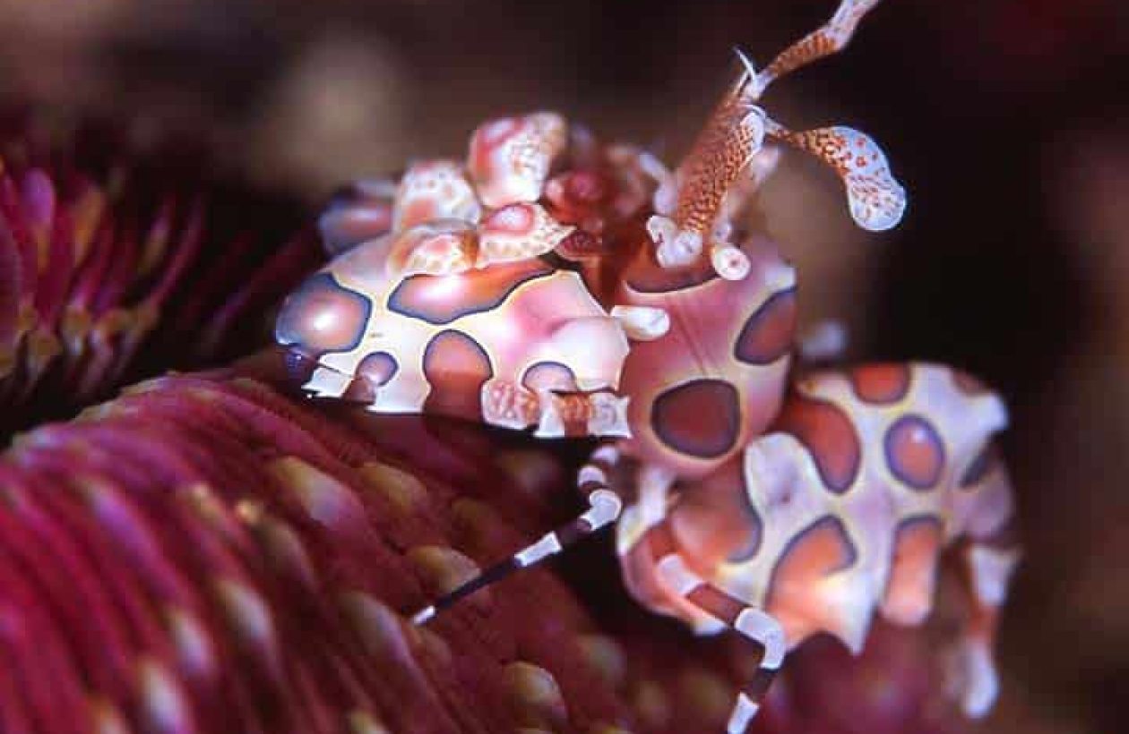 c6bo-voyage-plongee-indonesie-manado-thalasso-dive-resort-crevette-arlequin-shrimp