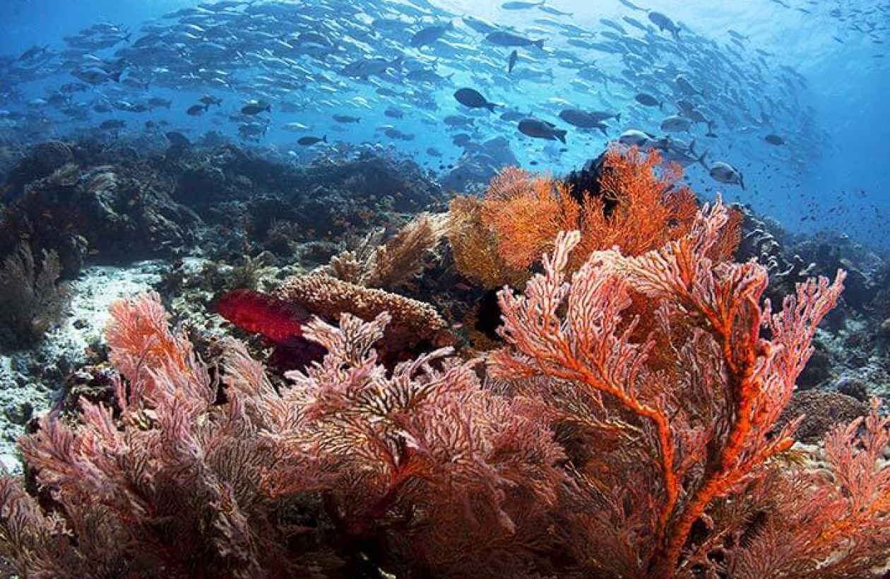 c6bo-voyage-plongee-indonesie-raja-ampat-papua-paradise-eco-resort-House-Reef