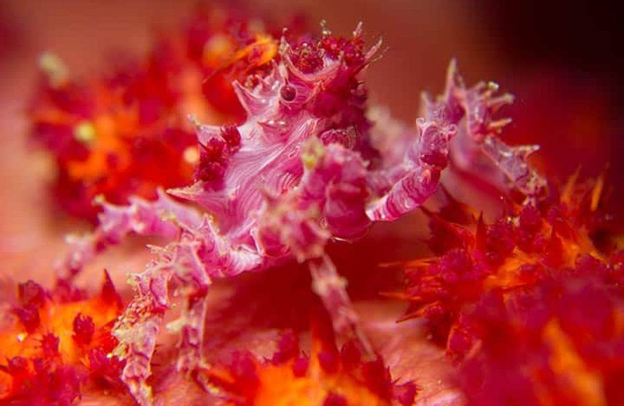 c6bo-voyage-plongee-indonesie-siladen-resort-and-spa-uw-macro-candy-crab-crabe-bonbon