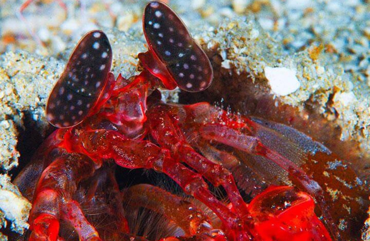 c6bo-voyage-plongee-kenya-Watamu_Marine_Park-squille-rouge