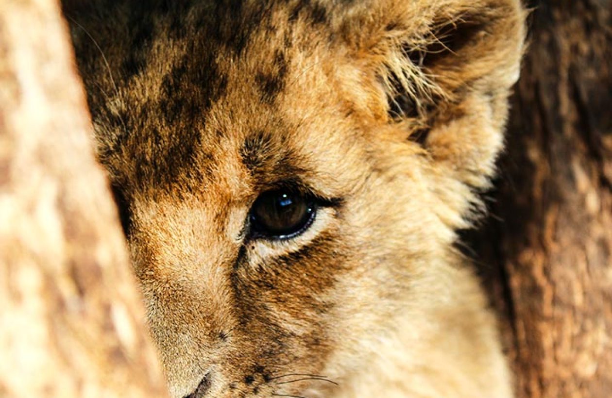 c6bo-voyage-plongee-kenya-safari-animalier-parc-national-tsavo-est-reserve-lionceau-maelia-faust