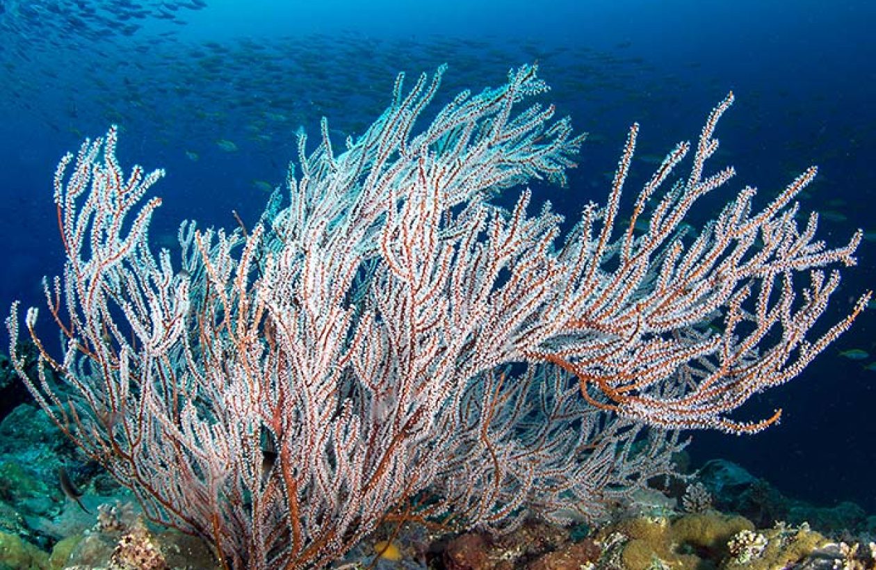 c6bo-voyage-plongee-madagascar-iles-mitsio-croisiere-diving-cattitude-corail-mou