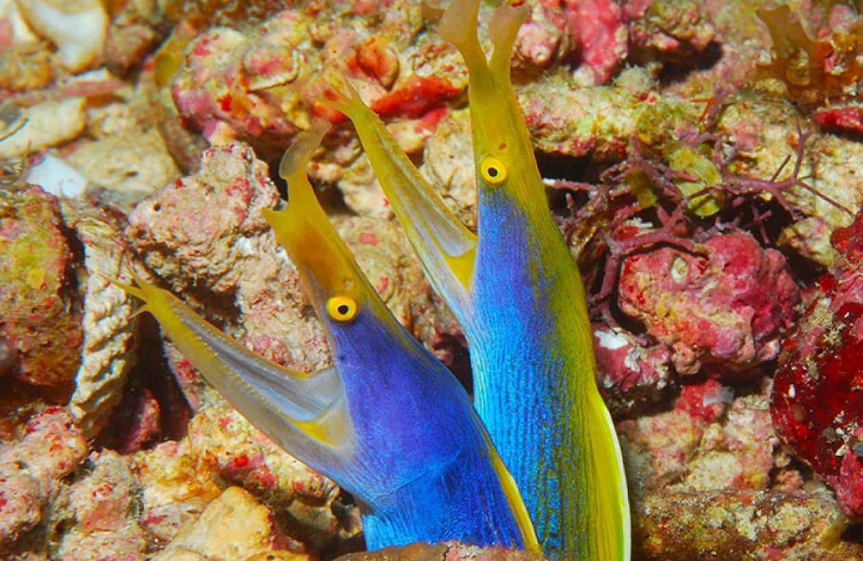 c6bo-voyage-plongee-madagascar-iles-radames-croisiere-diving-cattitude-Osman-Ersen-murenes-ruban